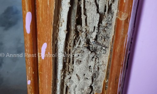 Anand Pest Control Service - Pest Control in Alcot Gardens, Rajahmundry