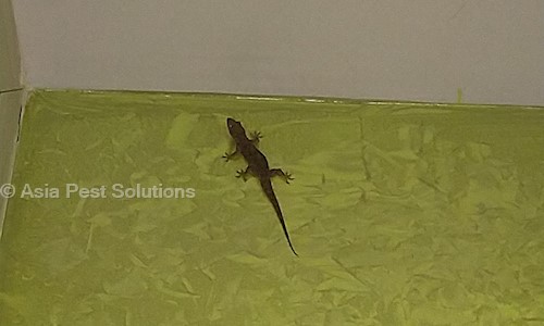 Asia Pest Solutions - Pest Control in Gorakhnath Mandir Road, Gorakhpur