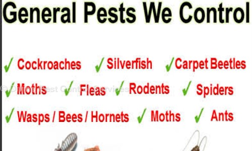 Divine Pest Control Services - Pest Control in Nehru Nagar, Ghaziabad