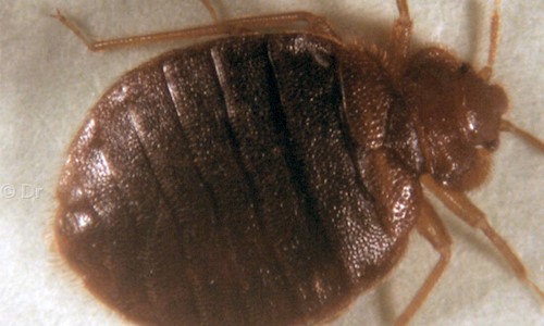 Dr. Pest - Pest Control in HBR Layout, Bangalore