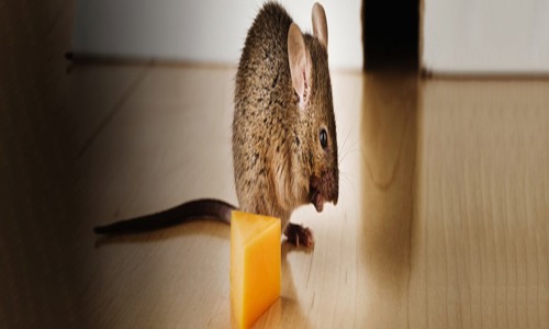 Eco Pest Control - Pest Control in Pampady, Kottayam