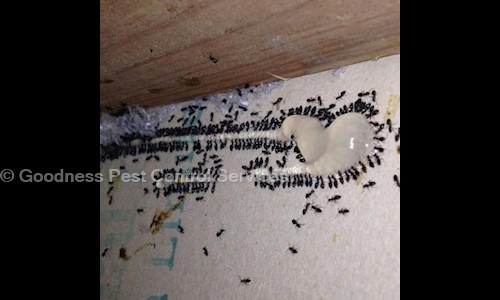 Goodness Pest Control Services - Pest Control in Kalyan East, Mumbai