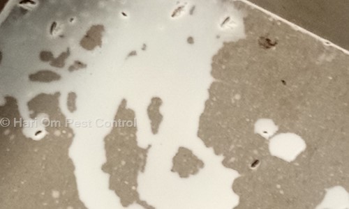 Hari Om Pest Control - Pest Control in Prahlad Nagar, Ahmedabad