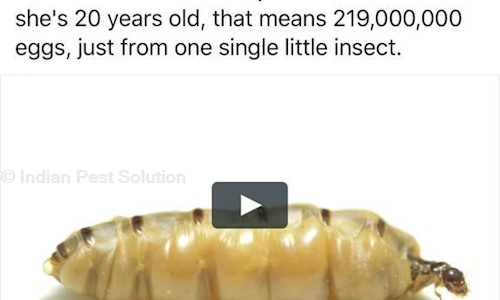 Indian Pest Solution - Pest Control in Lake Gardens, Kolkata