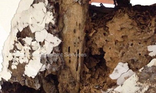 J S PEST AND SANITIZER SERVICES - Pest Control in Sector 53, Noida