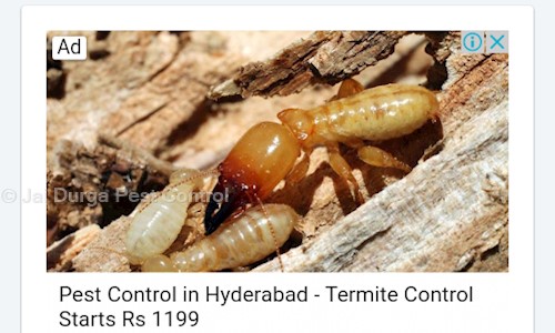 Jai Durga Pest Control - Pest Control in Malkajgiri, Hyderabad