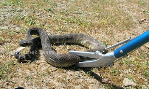 Keet Nashak Sansthan - Pest Control in Gomti Nagar, Lucknow