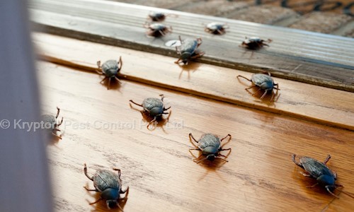 Krypton Pest Control Pvt. Ltd. - Pest Control in Aliganj, Lucknow