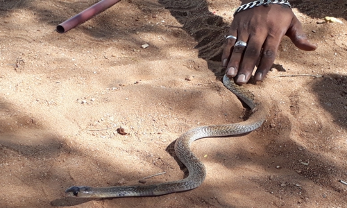 Muhesh Kumar - Pest Control in Sanganoor, Coimbatore