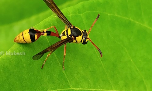 Mukesh - Pest Control in Bodakdev, Ahmedabad