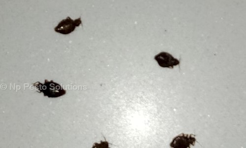 Np Pesto Solutions - Pest Control in Ramanthapur, Hyderabad