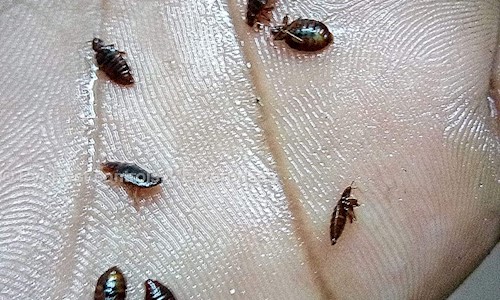 Pvr Pest controls & Enterprises - Pest Control in Varthur, Bangalore