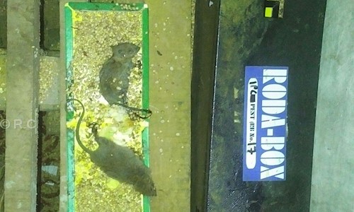 R.C. Pest Control Services - Pest Control in Nangloi, Delhi