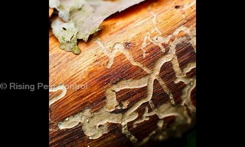Rising Pest Control - Pest Control in Nehru Nagar, Ghaziabad