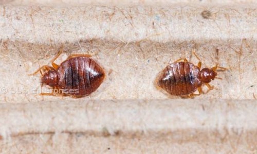 SLS ENTERPRISES - Pest Control in Indira Nagar, Bangalore