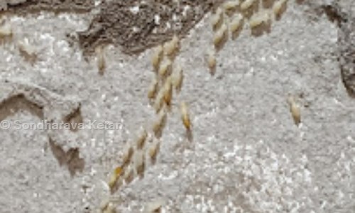 Sondharava Ketan - Pest Control in Behrampura, Ahmedabad