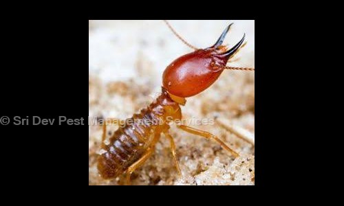 Sri Dev Pest Management Services - Pest Control in Avinashi, Tirupur