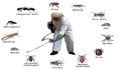 Sri Usha Pest Control - Pest Control in Labbipet, Vijayawada