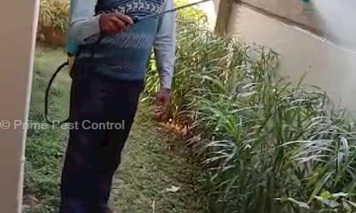 Prime Pest Control - Pest Control in Jadavpur, Kolkata