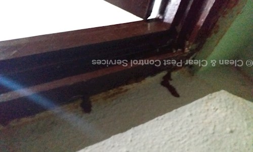 Clean & Clear Pest Control Services - Pest Control in JP Nagar, Bangalore