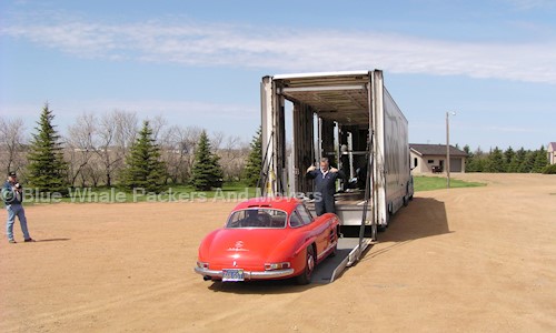 Blue Whale Packers And Movers - Packers and Movers in Naya Bazar, Siliguri