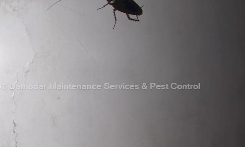Damodar Maintenance Services & Pest Control - Pest Control in Nagpur City, Nagpur