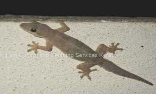 Pest Control and Cleaning Services Kerala - Pest Control in Pokkunnu, Calicut