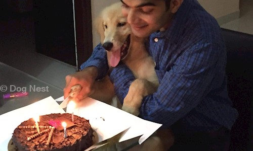 Dog Nest - School Tuitions in Sector 164, Noida