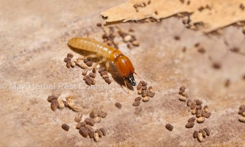 Max Herbal Pest Control - Pest Control in Paschim Vihar, Delhi