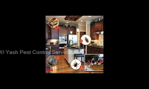 Yash Pest Control Services - Pest Control in Pimple Gurav, Pimpri Chinchwad