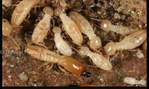 Raviraj Pest Control Service - Pest Control in Varachha, Surat