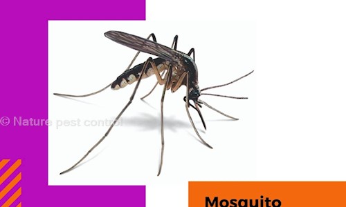 Nature Pest Control - Pest Control in Thane West, Mumbai
