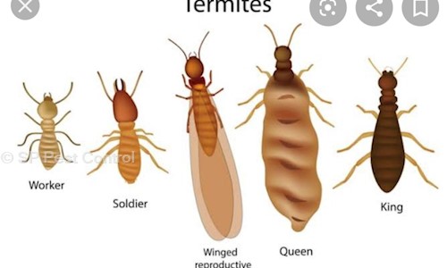 SP Pest Control - Pest Control in Andheri West, Mumbai