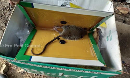 Era Pest Control - Pest Control in Nashik City, Nashik