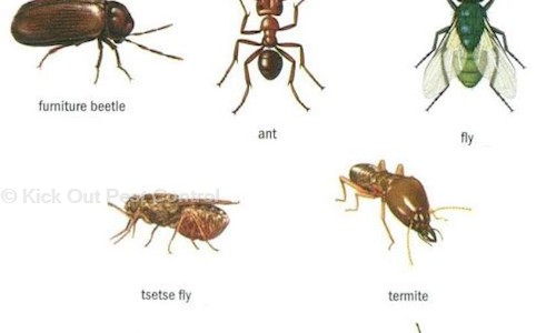 Kick Out Pest Control - Pest Control in Wilson Garden, Bangalore