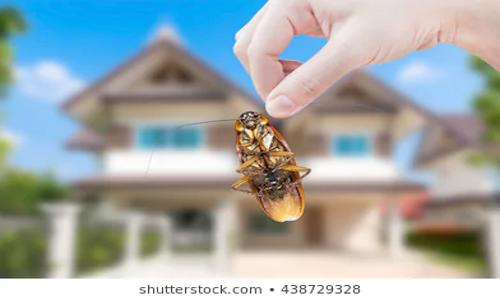 Snehal Pest Control - Pest Control in Chakan, Pune
