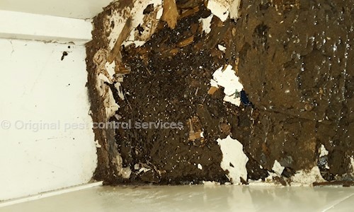 Termite Pest control Gorakhpur - Pest Control in Rapti Nagar Phase-4, Gorakhpur