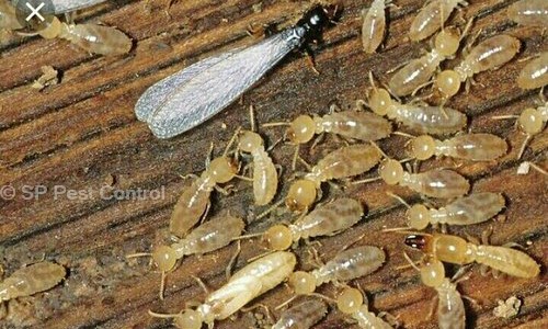 SP Pest Control - Pest Control in Sion, Mumbai