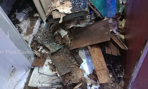 Pest Control 24hrs - Pest Control in Alapakkam, Chennai