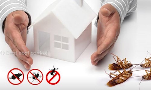 Best pest control - Pest Control in Shaniwar Peth, Pune