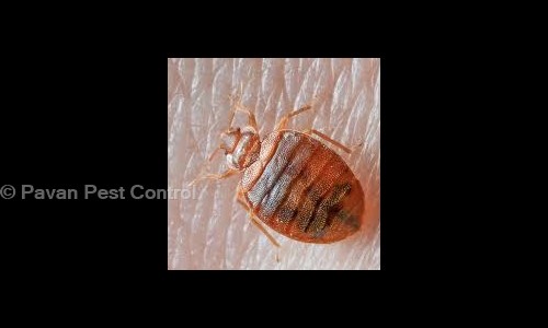 Pavan Pest Control - Pest Control in Kaggadasapura, Bangalore
