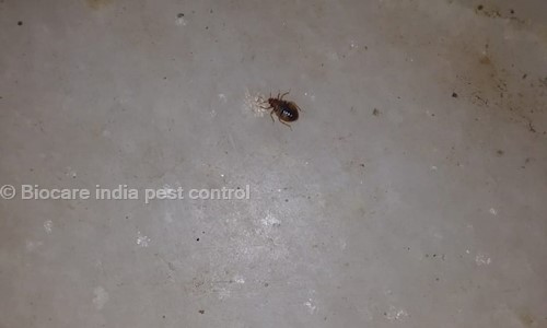 Biocare india pest control - Pest Control in DLF Phase 3, gurgaon