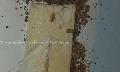 Karnataka Pest Control Services - Pest Control in Nandini Layout, Bangalore