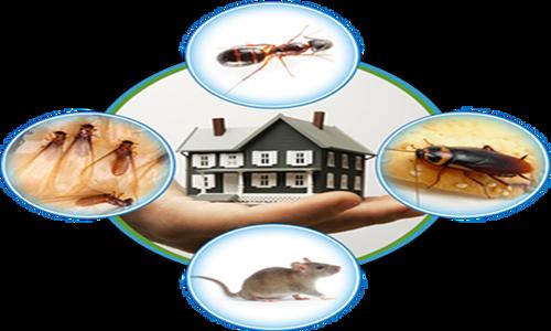 Ganesh Sawant - Pest Control in Kalyani Nagar, Pune