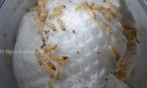 Bipin Kumar Jha - Pest Control in Sarita Vihar, Delhi