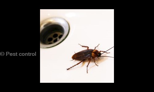 Pest control - Pest Control in Shivarampally, Hyderabad