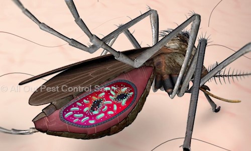 All Out Pest Control Servises - Pest Control in Narhe, Pune