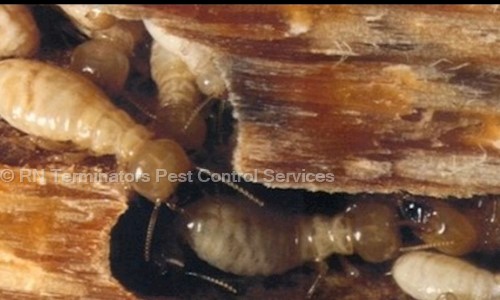 RN Terminators Pest Control Services - Pest Control in Himayat Nagar, Hyderabad