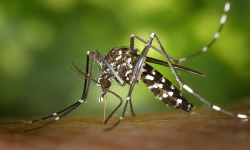 EXTREME PEST CONTROL SERVICES - Pest Control in Borivali, mumbai