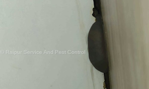 Raipur Service And Pest Control - Pest Control in Mowa, Raipur